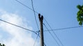 Photo of a utility pole with many wires running down