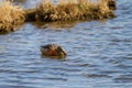 Photo of a female Shoveler duck preening while on the water