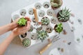 Photo of preparing a group of succulents and cacti for transplanting.