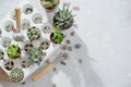 Photo of preparing a group of succulents and cacti for transplanting.