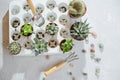 Photo of preparing a group of succulents and cacti for transplanting.