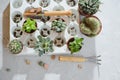 Photo of preparing a group of succulents and cacti for transplanting.