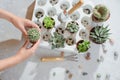 Photo of preparing a group of succulents and cacti for transplanting.