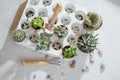 Photo of preparing a group of succulents and cacti for transplanting.