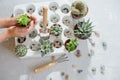 Photo of preparing a group of succulents and cacti for transplanting.