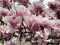 Pretty Big White and Pink Magnolia Blossoms in March in Spring Royalty Free Stock Photo