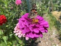 Pretty Butterfly on a Purple Zinnia Flower