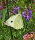 Cabbage white butterfly feeding in country cottage garden flowers Royalty Free Stock Photo