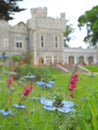 English country meadow garden flowers summer spring victorian plants Royalty Free Stock Photo