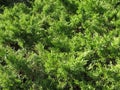 Pretty Evergreen Leaves in March Royalty Free Stock Photo
