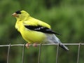 Pretty Golden Finch Bird in August