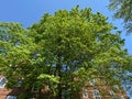 Pretty Large Green Tree in Spring in April