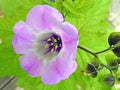 Chinese poppy bell flower lantern seed pod Royalty Free Stock Photo