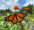 Pretty Orange Monarch Butterfly and Garden in August