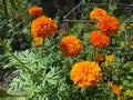 Pretty Orange Flowers in Summer in a Garden