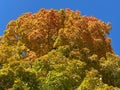 Pretty Orange Leaves Fall Foliage and Blue Sky