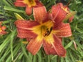 Pretty Orange Lily Flower After the Rain