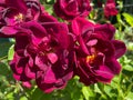 Pretty Pair of Dark Red Roses