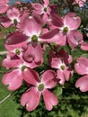 Pretty Pink Dogwood Blossoms in April in Spring Royalty Free Stock Photo