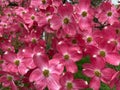 Pretty Pink Dogwood Flowers in Spring in April Royalty Free Stock Photo