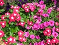 Pretty Pink Petunia and Impatiens Flowers in July in the Garden