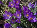 Pretty Purple Crocus Flowers in February on a Sunny Day Royalty Free Stock Photo