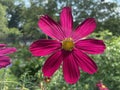 Pretty Purple Flower in a Summer Garden in July