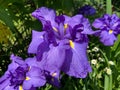 Pretty Purple Iris Flowers in the Garden