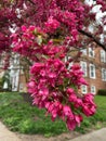 Pretty Red Flowers in April in Spring