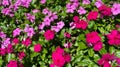 Pretty Red and Purple Impatiens Flowers in Summer