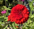 Pretty Red Zinnia Flower in the Garden in Summer in August