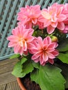 Springtime potted pink dahlias in bloom