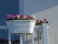 Small rooftop balcony garden patio potted flowers Royalty Free Stock Photo