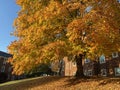 Pretty Sunlit Autumnal Tree in the Neighborhood in November