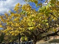 Pretty Sunlit Yellow Fall Foliage Leaves in October Royalty Free Stock Photo