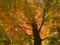 Pretty Tall Orange Fall Foliage Tree in October in Autumn