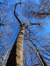 Pretty Tall Tree and Blue Sky in Winter