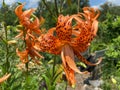 Pretty Tiger Lily Flower in July