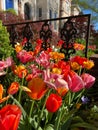 Tulips in the Garden in Georgetown Royalty Free Stock Photo