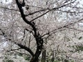 Pretty White Cherry Blossom Tree in Kenwood Maryland Royalty Free Stock Photo