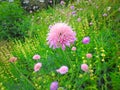 Victorian kent country garden countryside rural