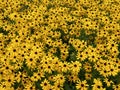 Pretty Lazy Susan Flowers in August in Summer