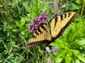 Pretty Yellow Swallowtail Summer Butterfly in August
