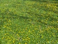 Pretty Yellow Wild Flowers in Spring in April