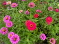 Pretty Green Zinnia Garden With Purple and Red Flowers in Summer
