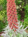 pride of madeira flowering plant gardens blooming blooms red pink stalk tall petals