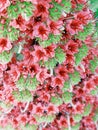 pride of madeira flowering plant gardens blooming blooms red pink stalk tall petals