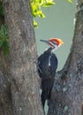 Photo of a profile of the pileated woodpecker Dryocopus pileatus which is a woodpecker native to North America