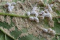 Pseudococcidae and Aphidoidea on okra leaf Royalty Free Stock Photo