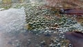 Bubbles in a pond of microalgae Royalty Free Stock Photo